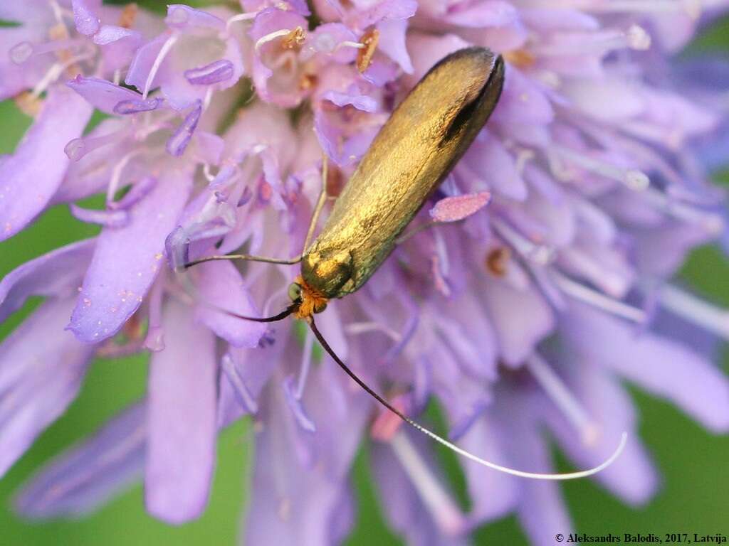 Image of Nemophora metallica