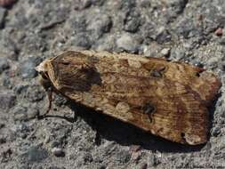 Image of Large Yellow Underwing