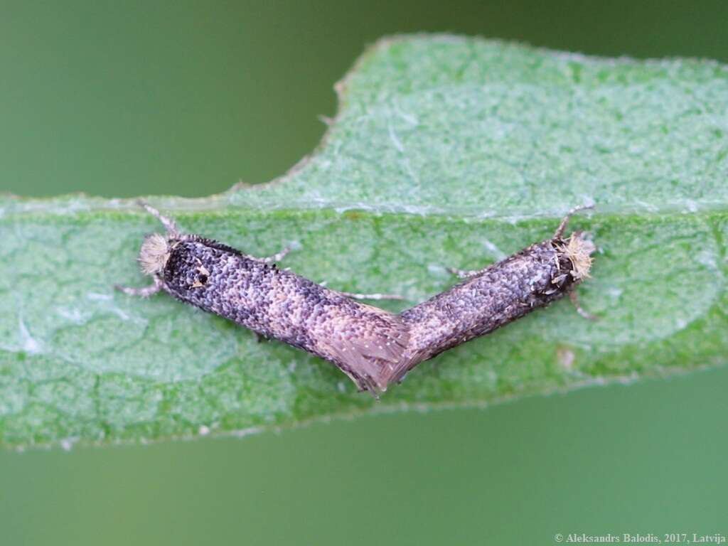 Image of Ochsenheimeria urella