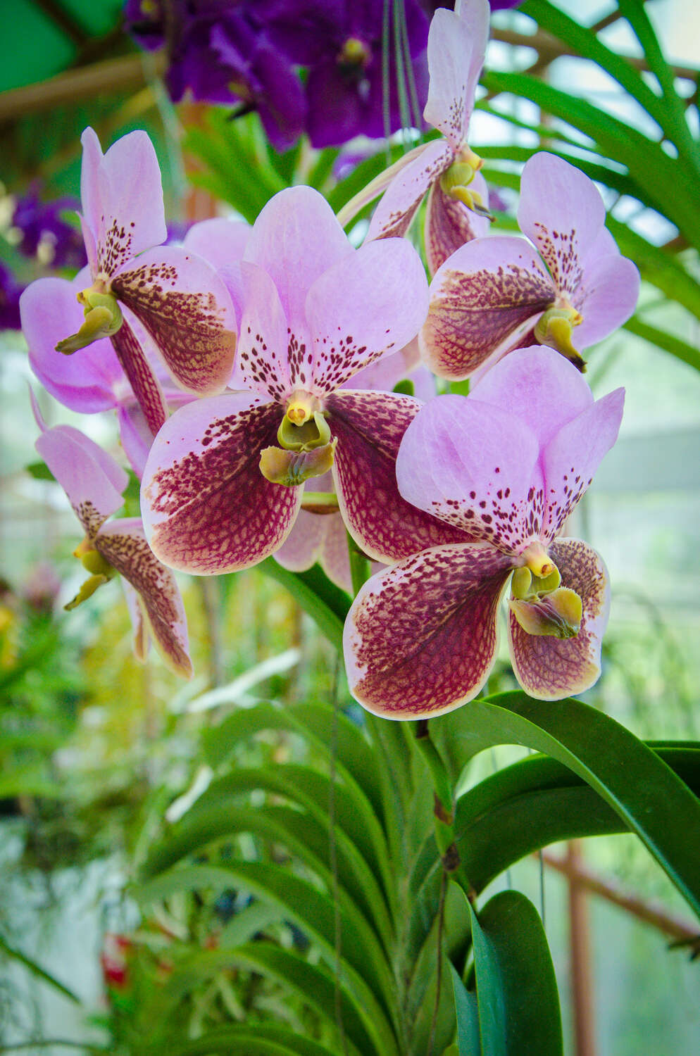 Plancia ëd Vanda sanderiana (Rchb. fil.) Rchb. fil.