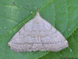 Image of Polypogon strigilata (Linnaeus 1758)