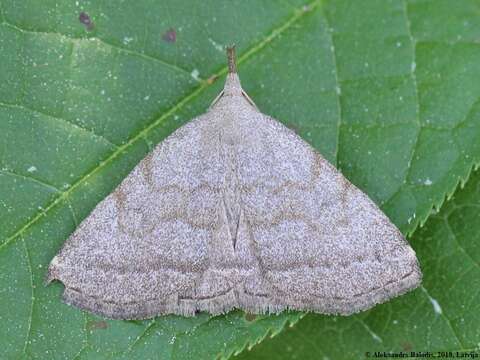 Plancia ëd Polypogon strigilata (Linnaeus 1758)