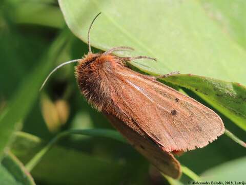 Image of ruby tiger