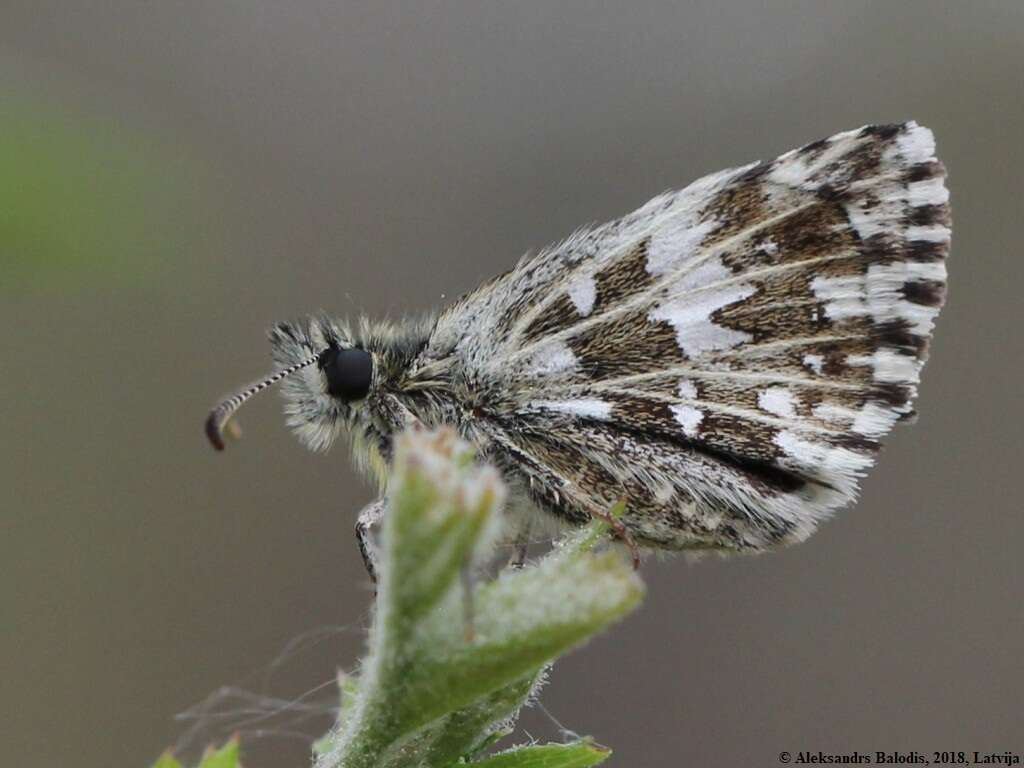 Image of Grizzled skipper