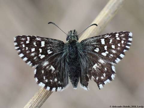 Image of Grizzled skipper