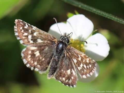 Image of Grizzled skipper