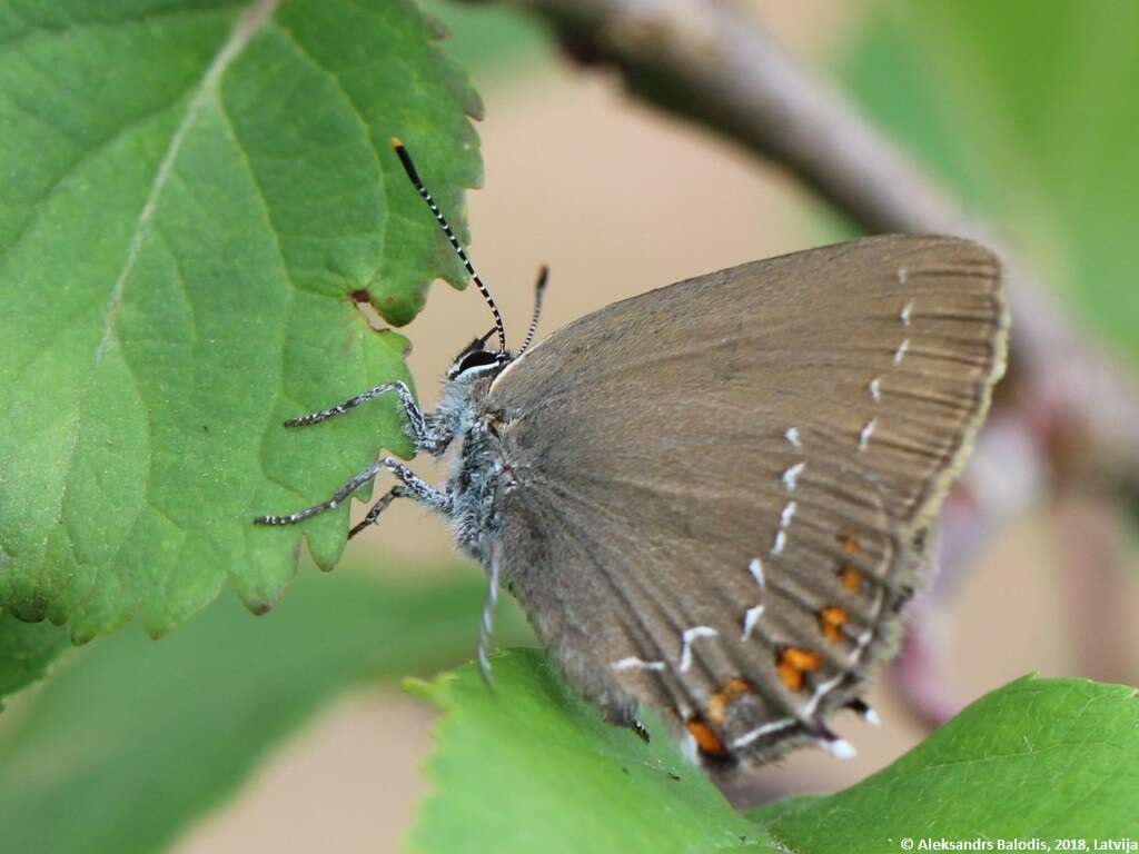 Image of Satyrium ilicis