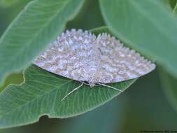 Scopula immorata Linnaeus 1758 resmi