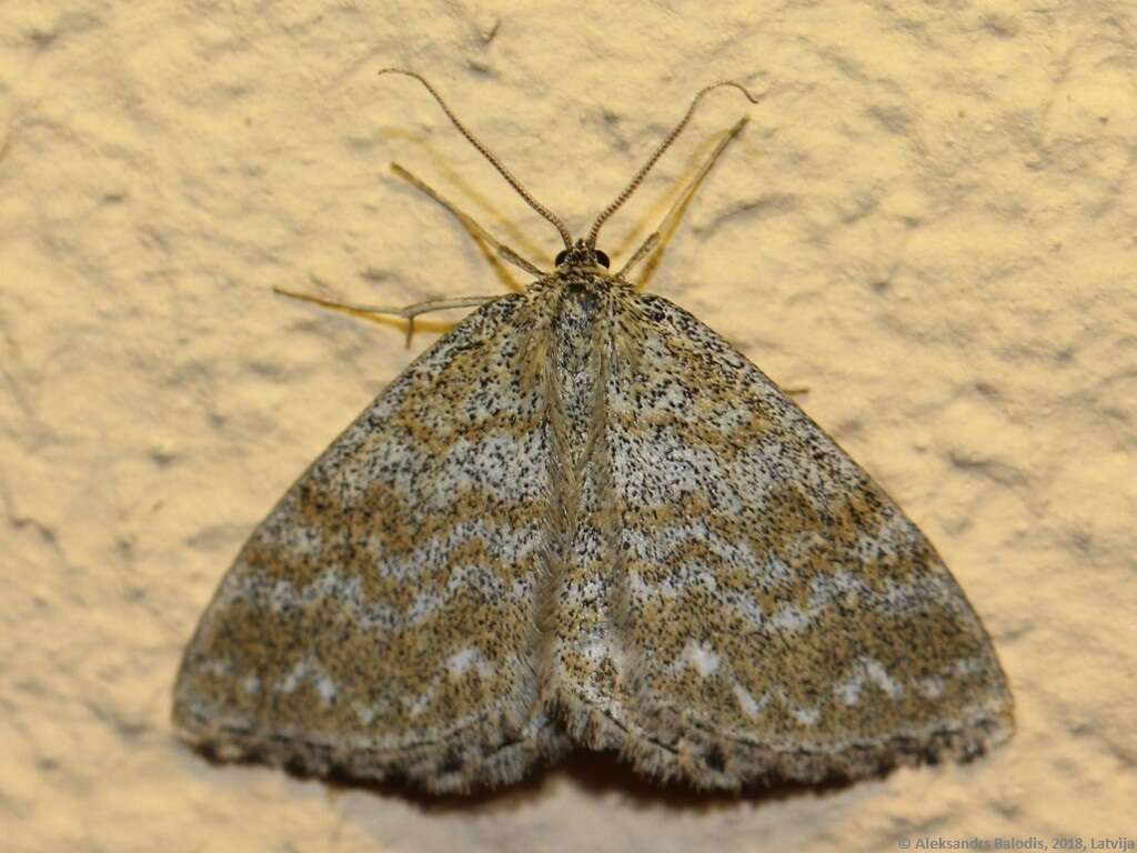 Scopula immorata Linnaeus 1758 resmi