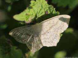 Scopula nigropunctata Hüfnagel 1767的圖片