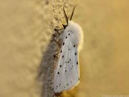 Image of white ermine