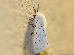 Image of white ermine