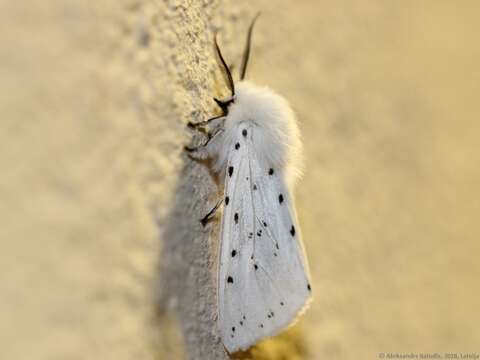 Image of white ermine