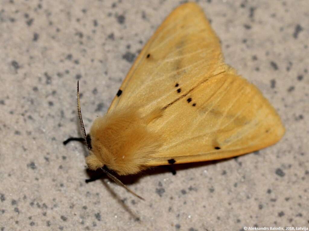 Image of Spilosoma lutea Hüfnagel 1766