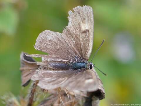 Image of Brown Hairstreak