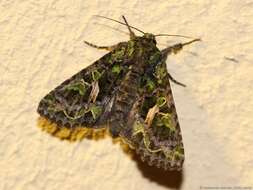 Image of orache moth