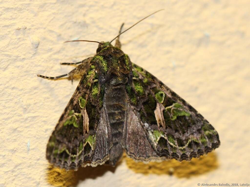 Image of orache moth