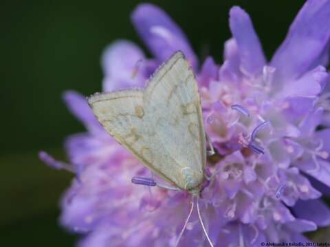 Image of Udea lutealis