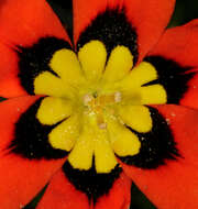 Image of wandflower