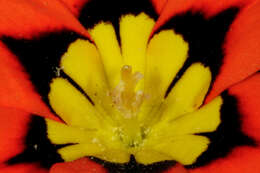 Image of wandflower