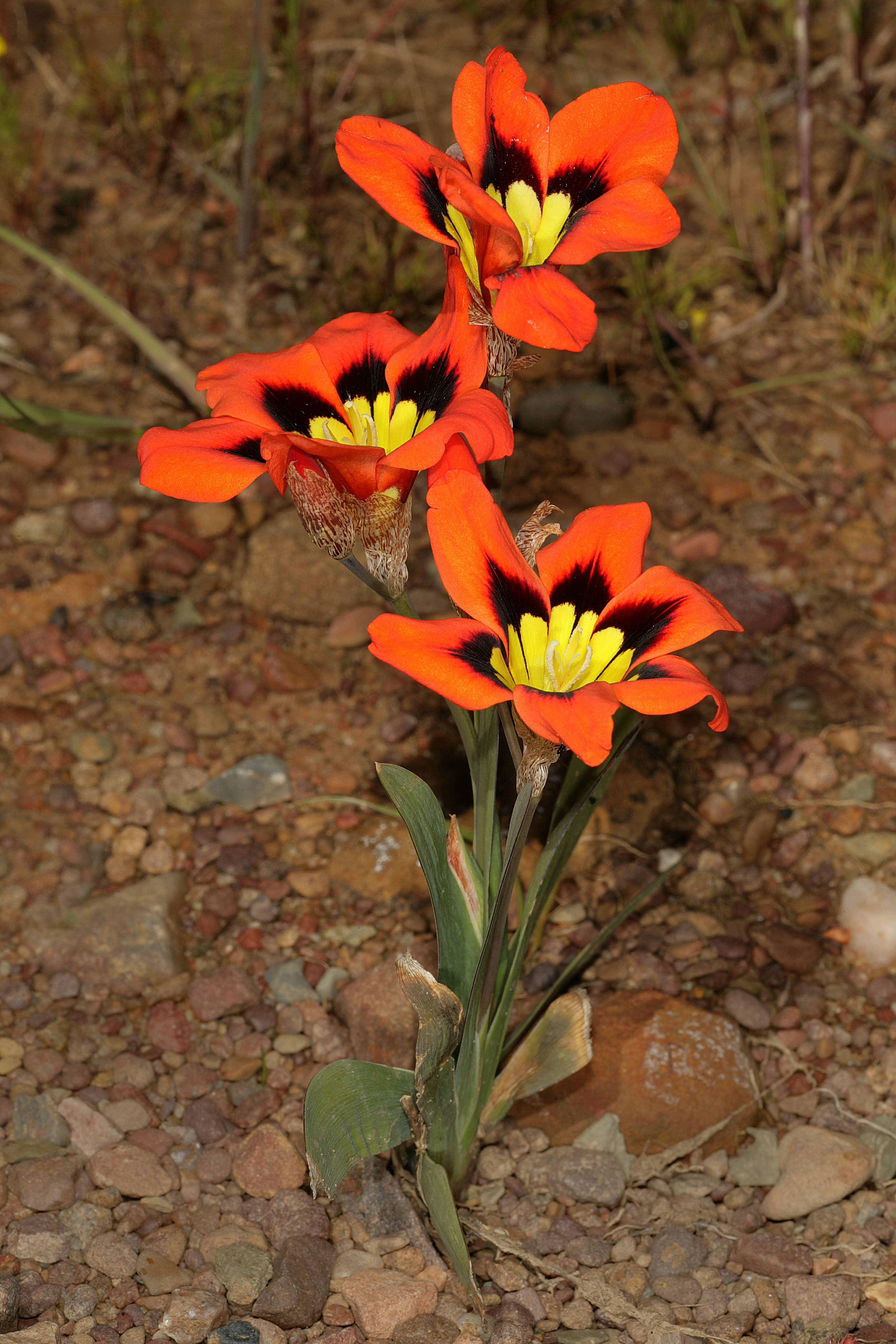 Imagem de Sparaxis tricolor (Schneev.) Ker Gawl.