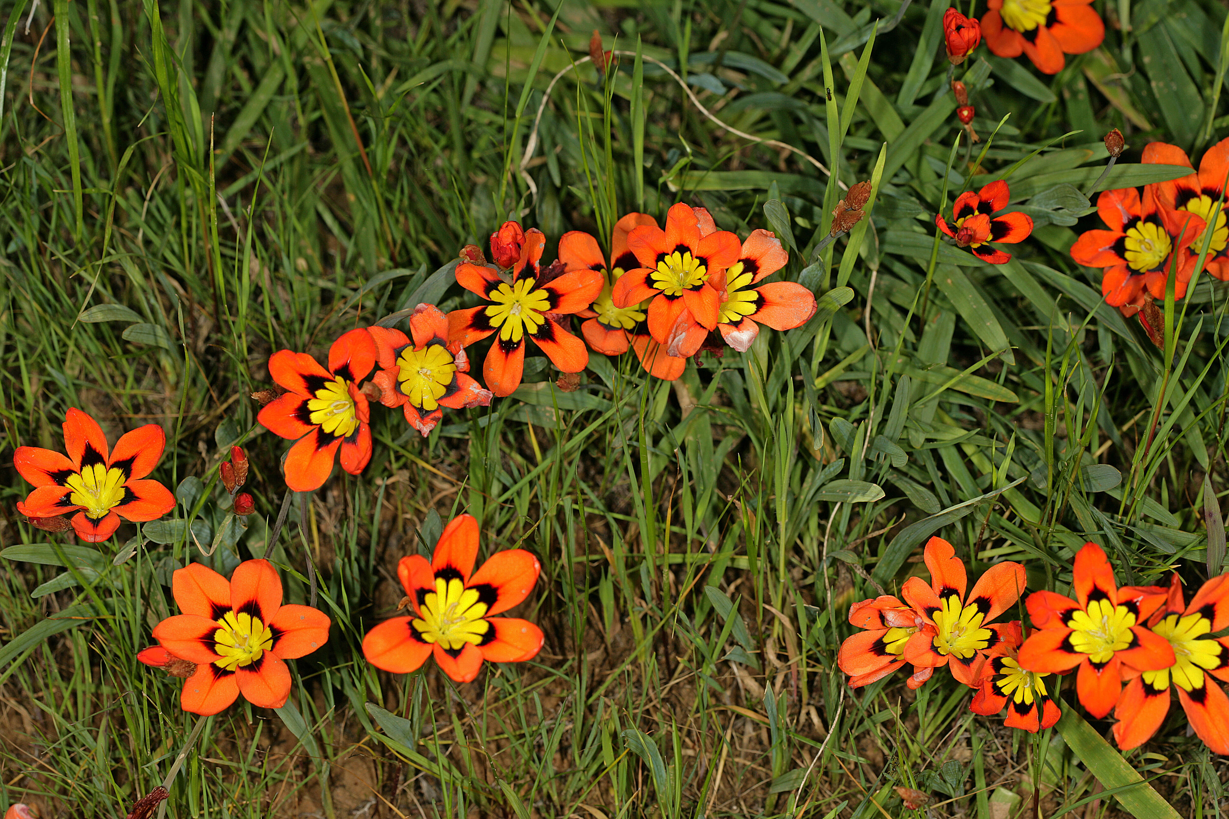 Image of wandflower