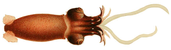 Image of Bathyteuthis Hoyle 1885