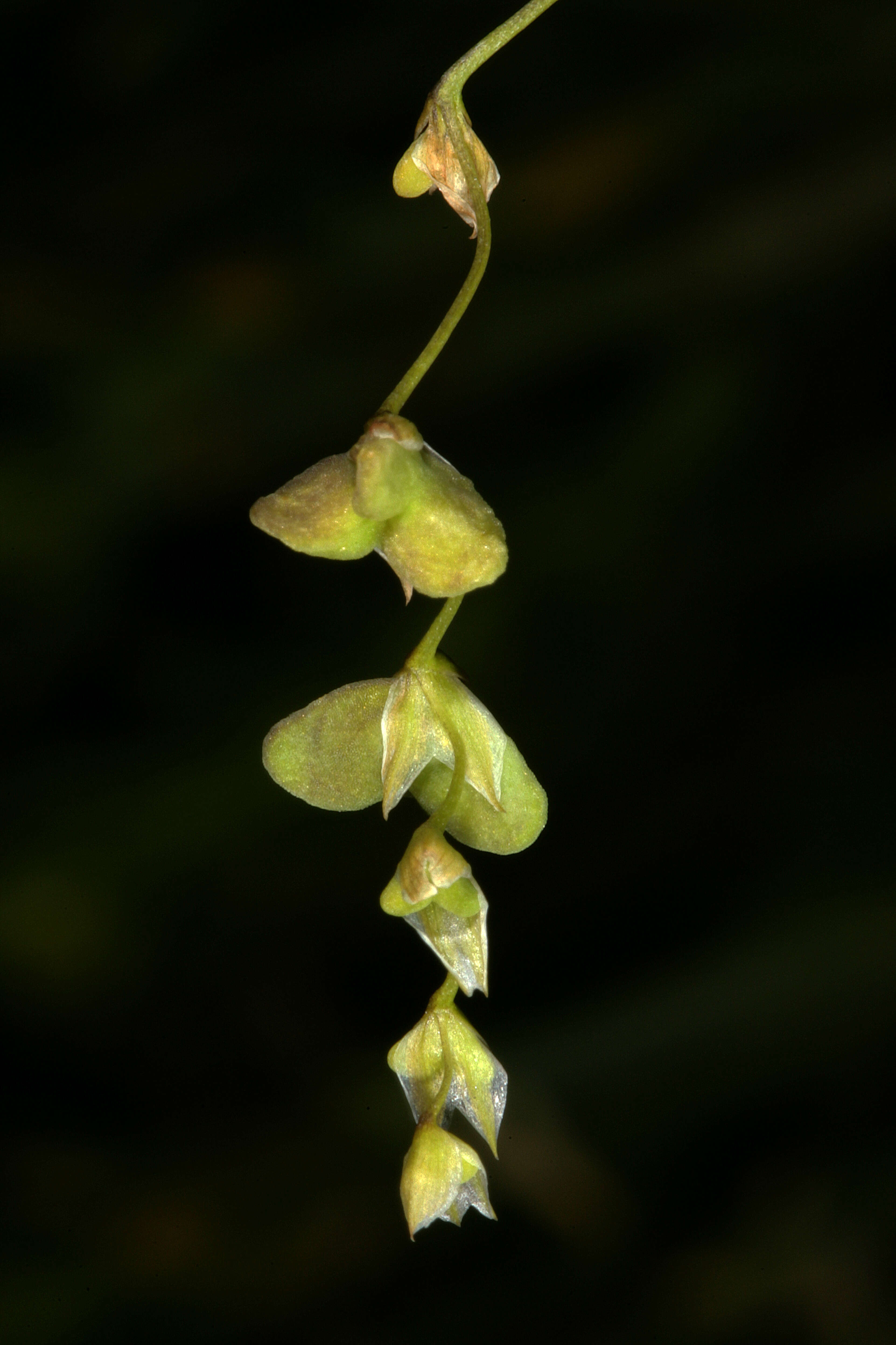 Image de Ixia scillaris L.