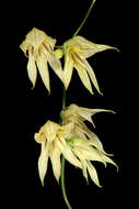 Image de Ixia scillaris L.