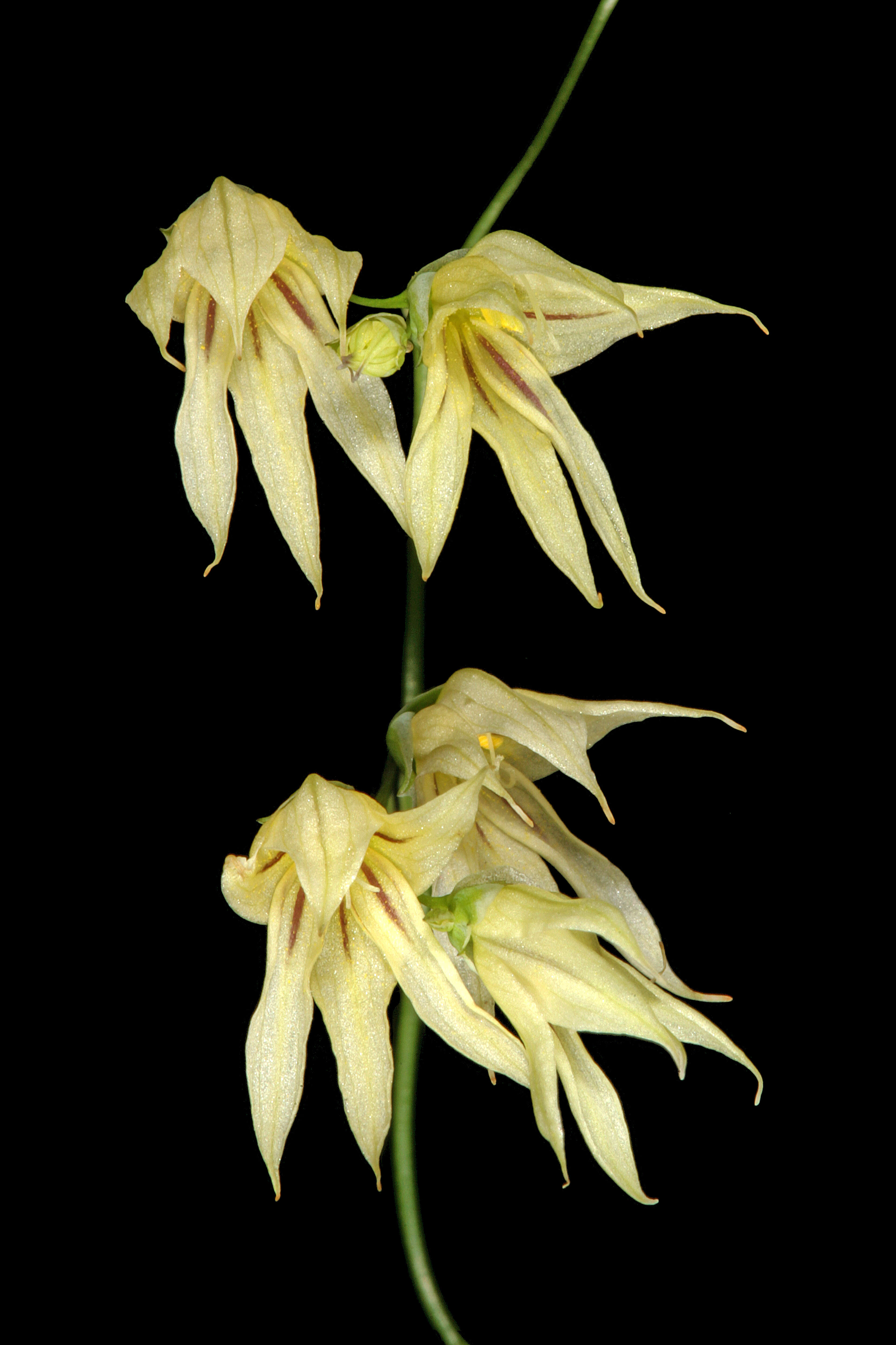 Image de Ixia scillaris L.