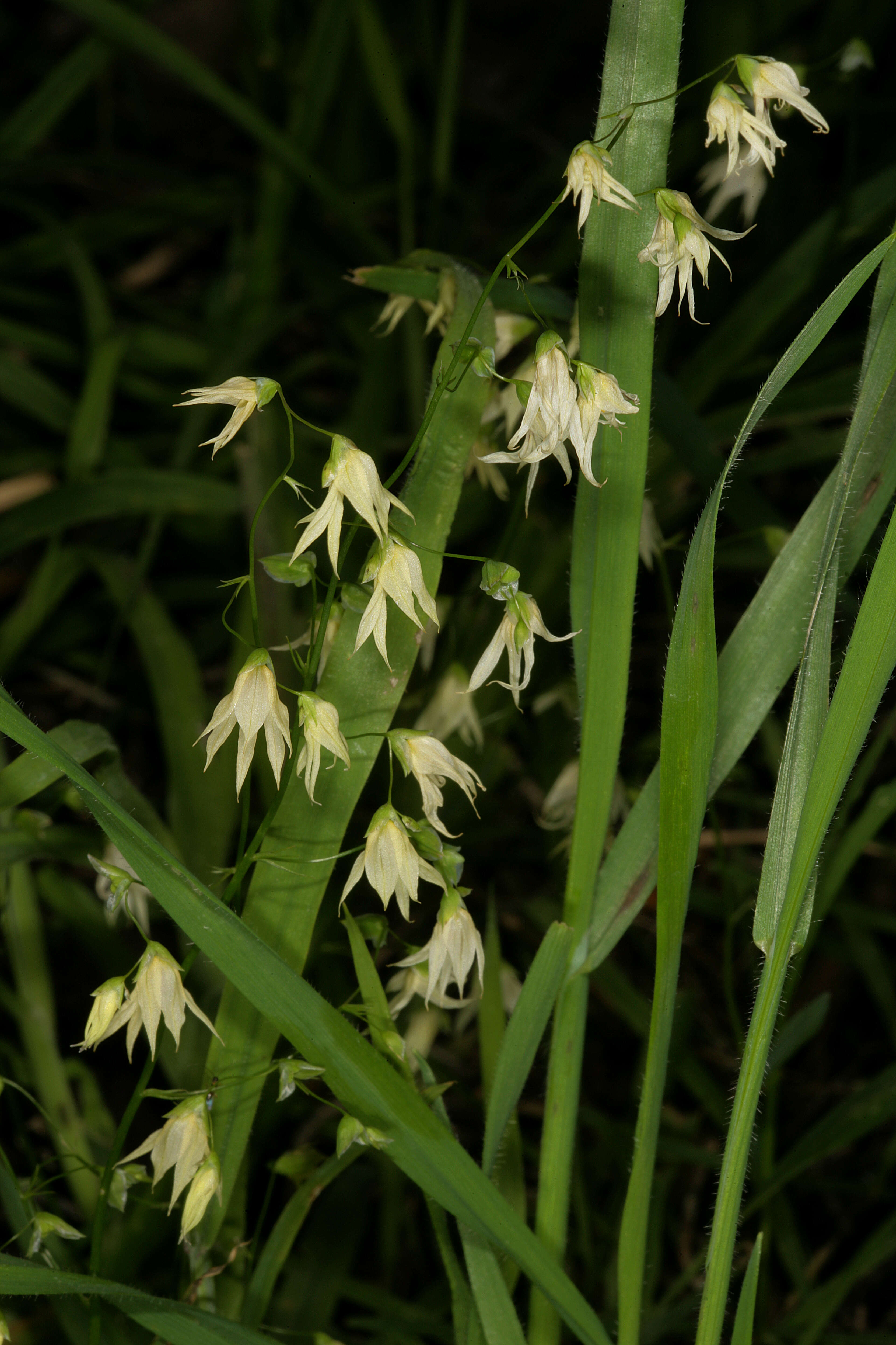 Image de Ixia scillaris L.