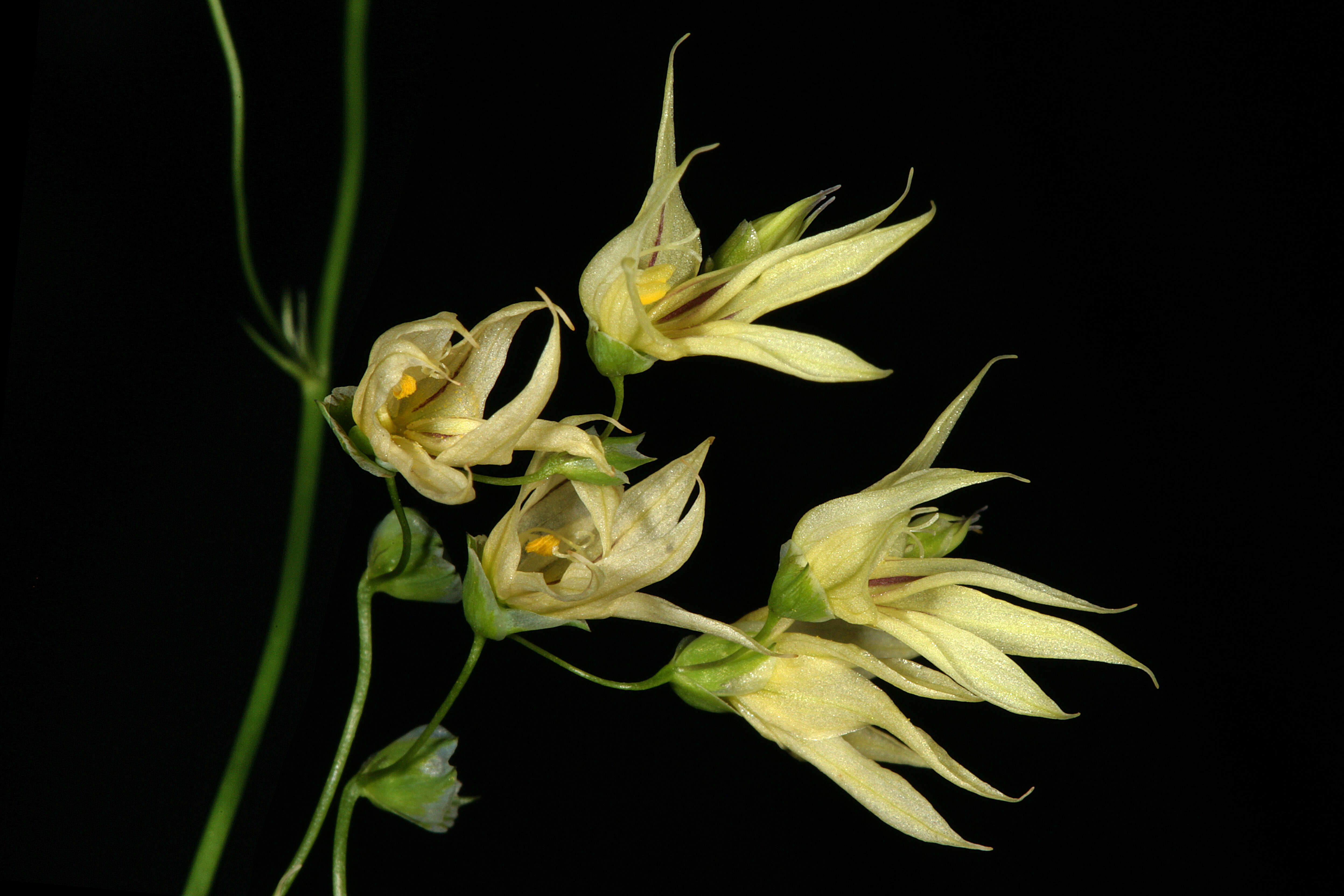 Image de Ixia scillaris L.