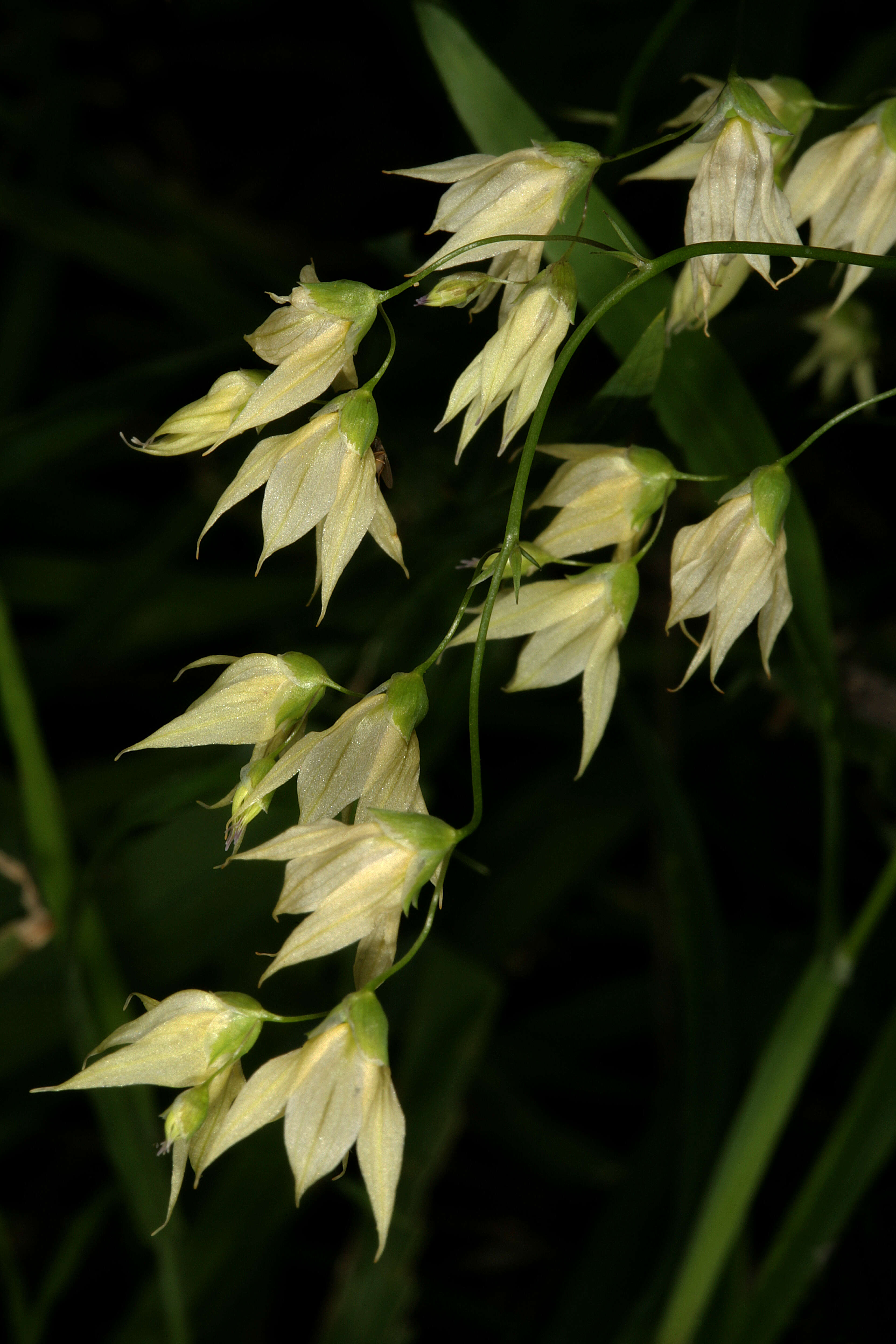 Image de Ixia scillaris L.