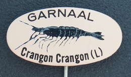 Image of Common shrimp