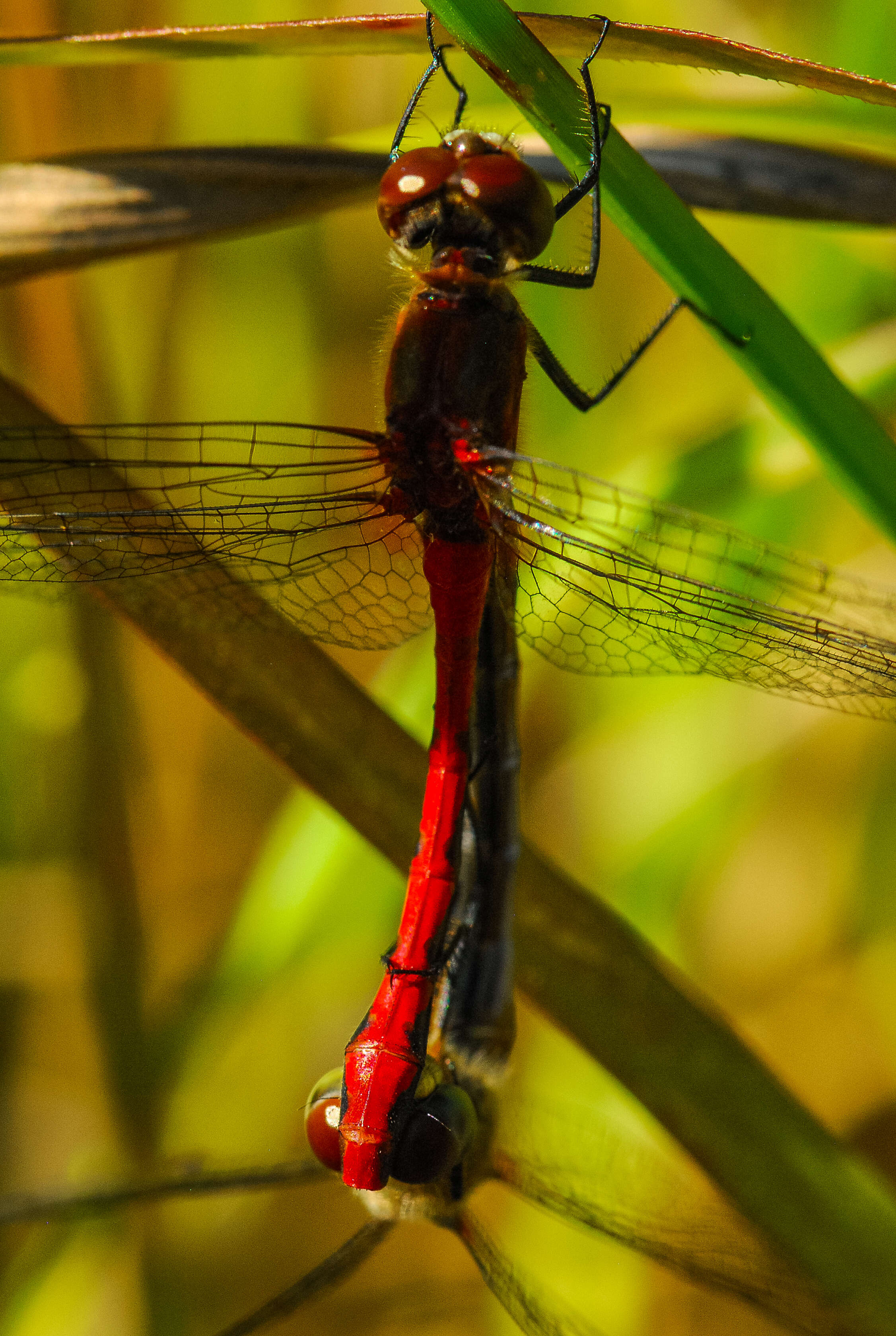 Image of White-faced Meadowhawk