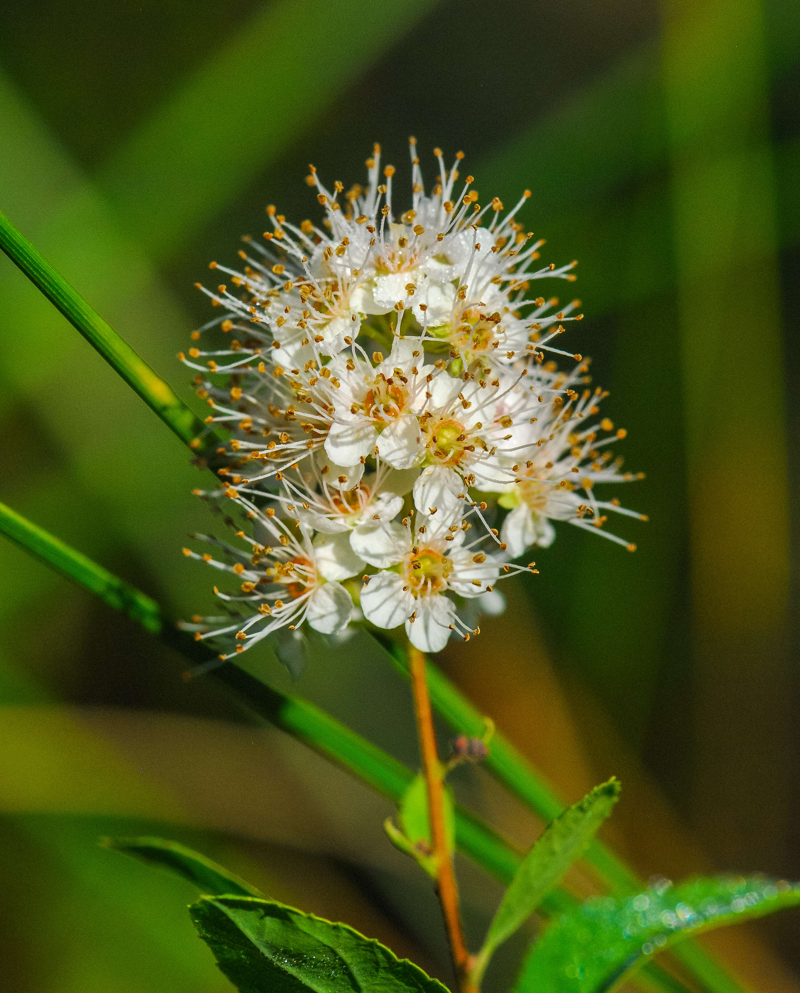 Imagem de Spiraea alba Du Roi