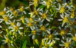 Imagem de Doellingeria umbellata (Mill.) Nees