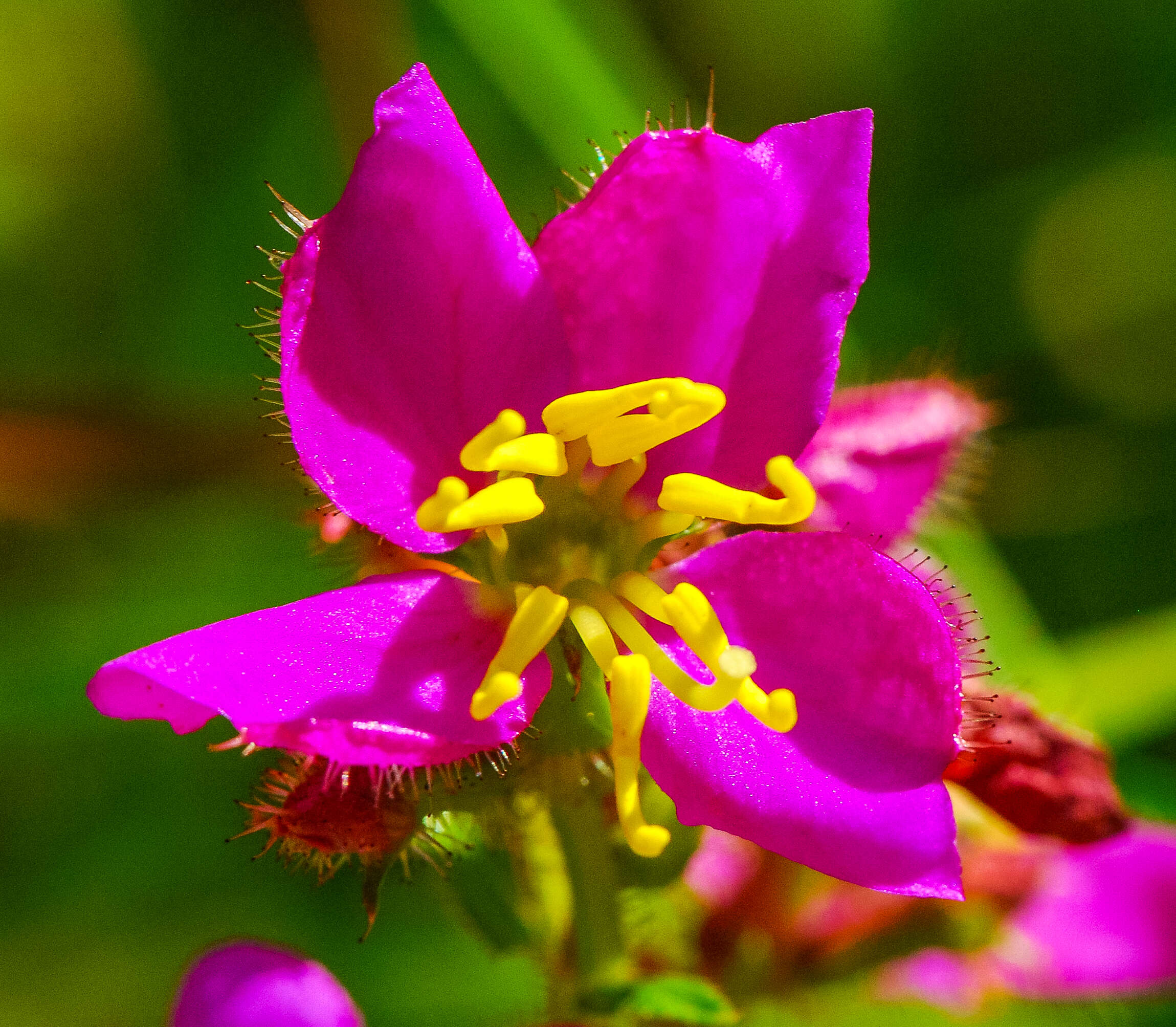 Imagem de Rhexia virginica L.