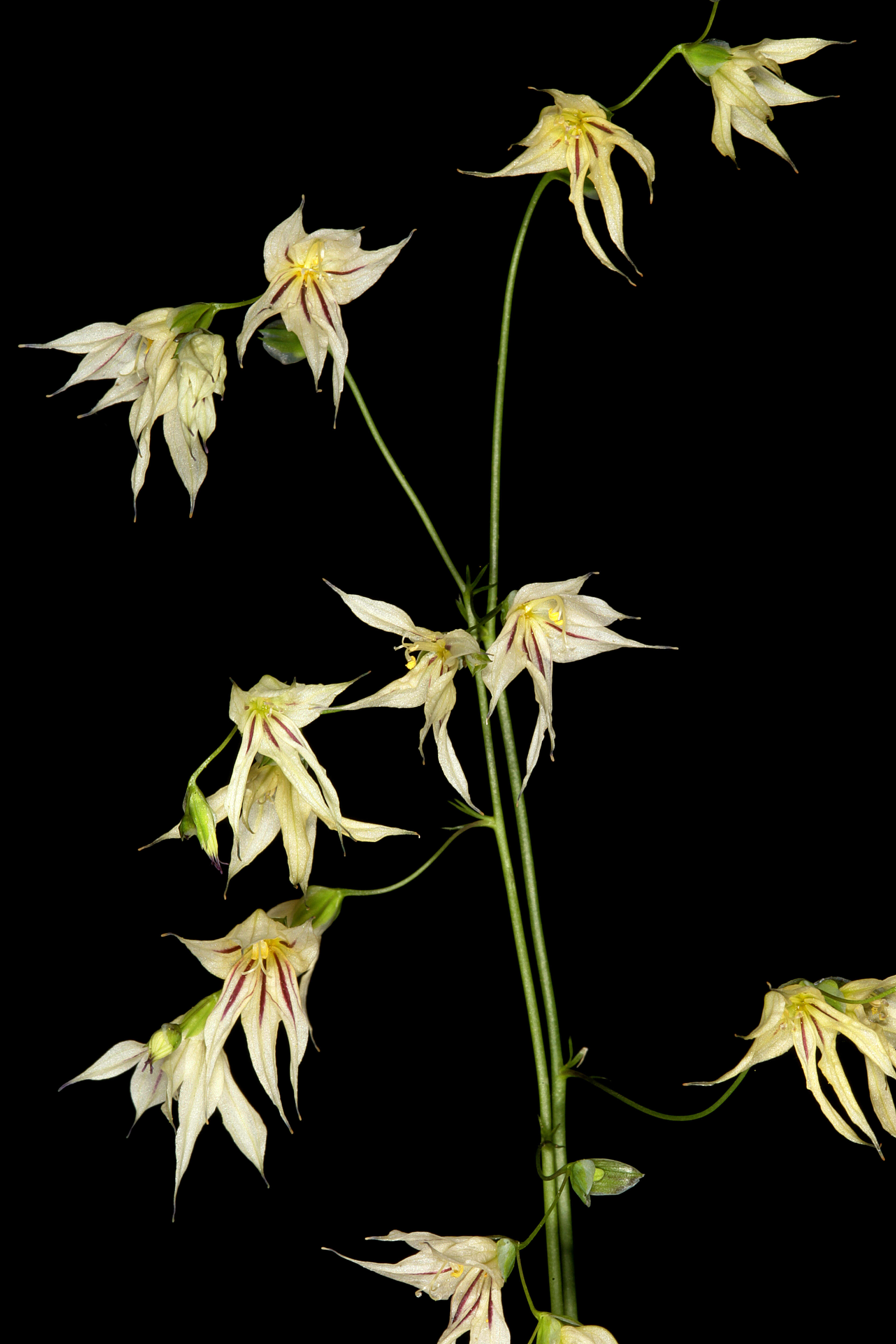 Image de Ixia scillaris L.