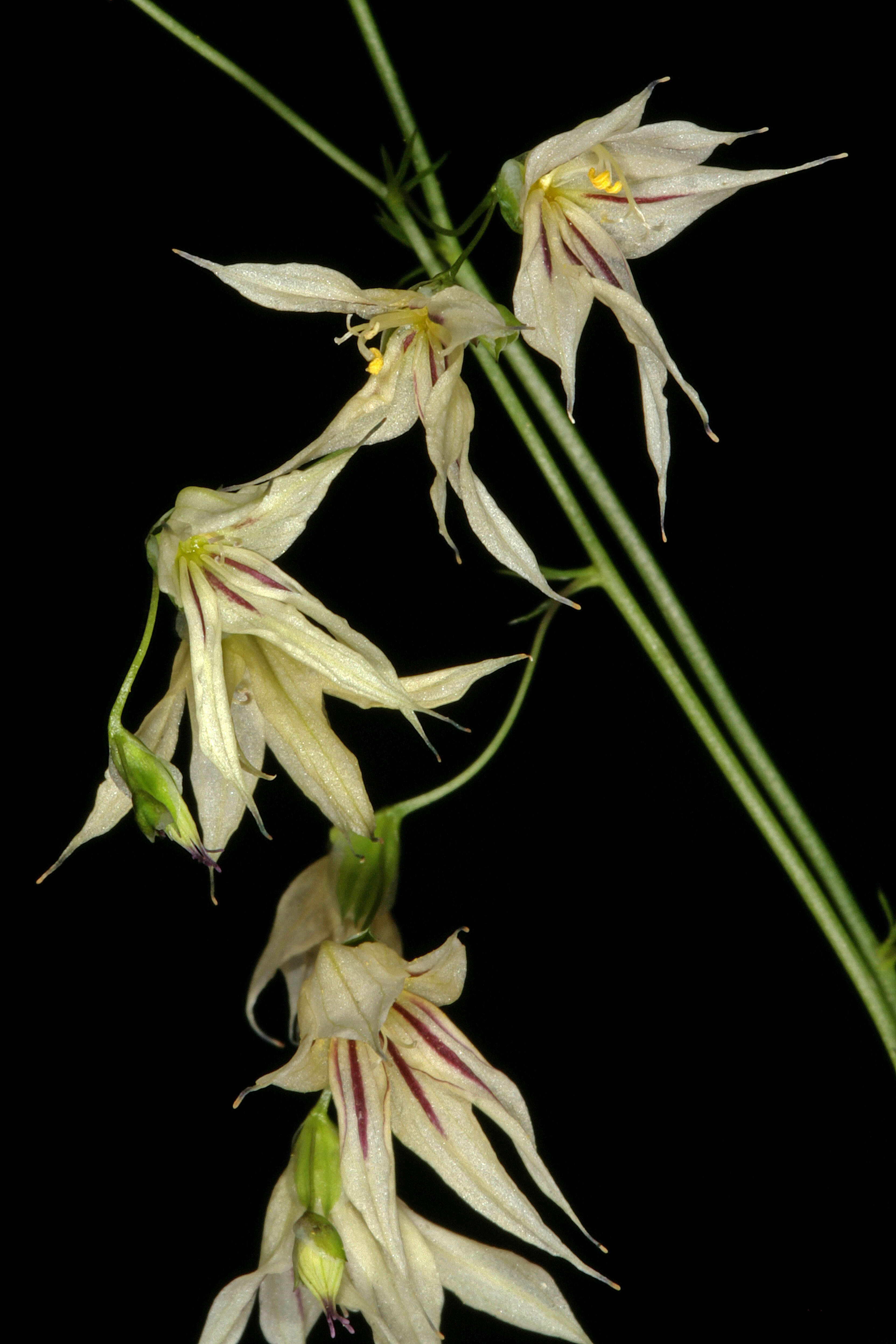 Image de Ixia scillaris L.