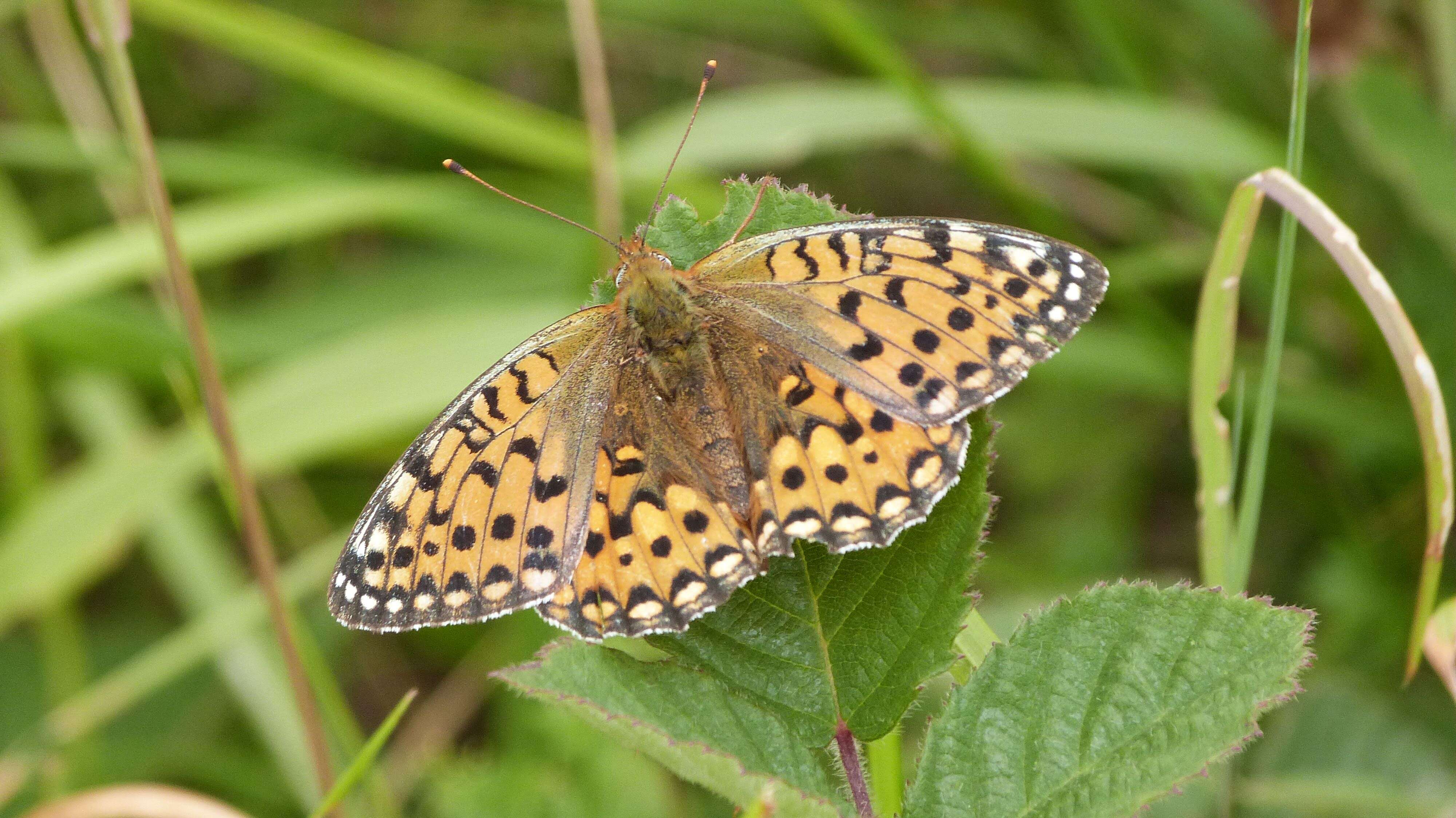 Image of Speyeria aglaja