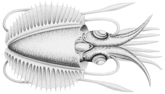 Plancia ëd Chtenopteryx Appellöf 1890