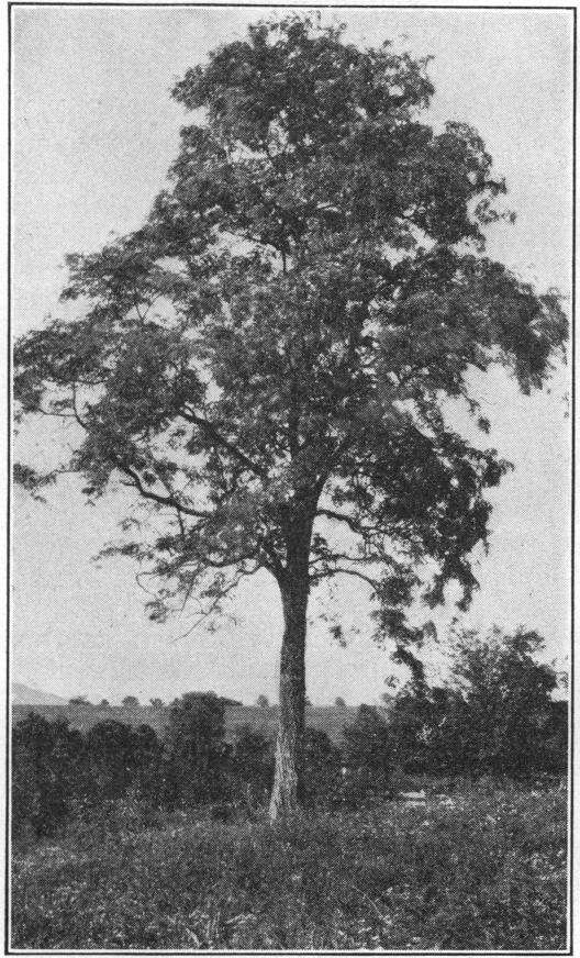 Image of black locust