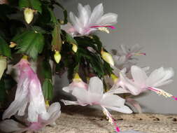 Image of false Christmas cactus