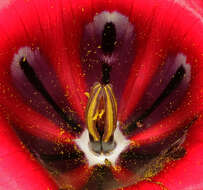 Image of Romulea monadelpha (Sweet ex Steud.) Baker