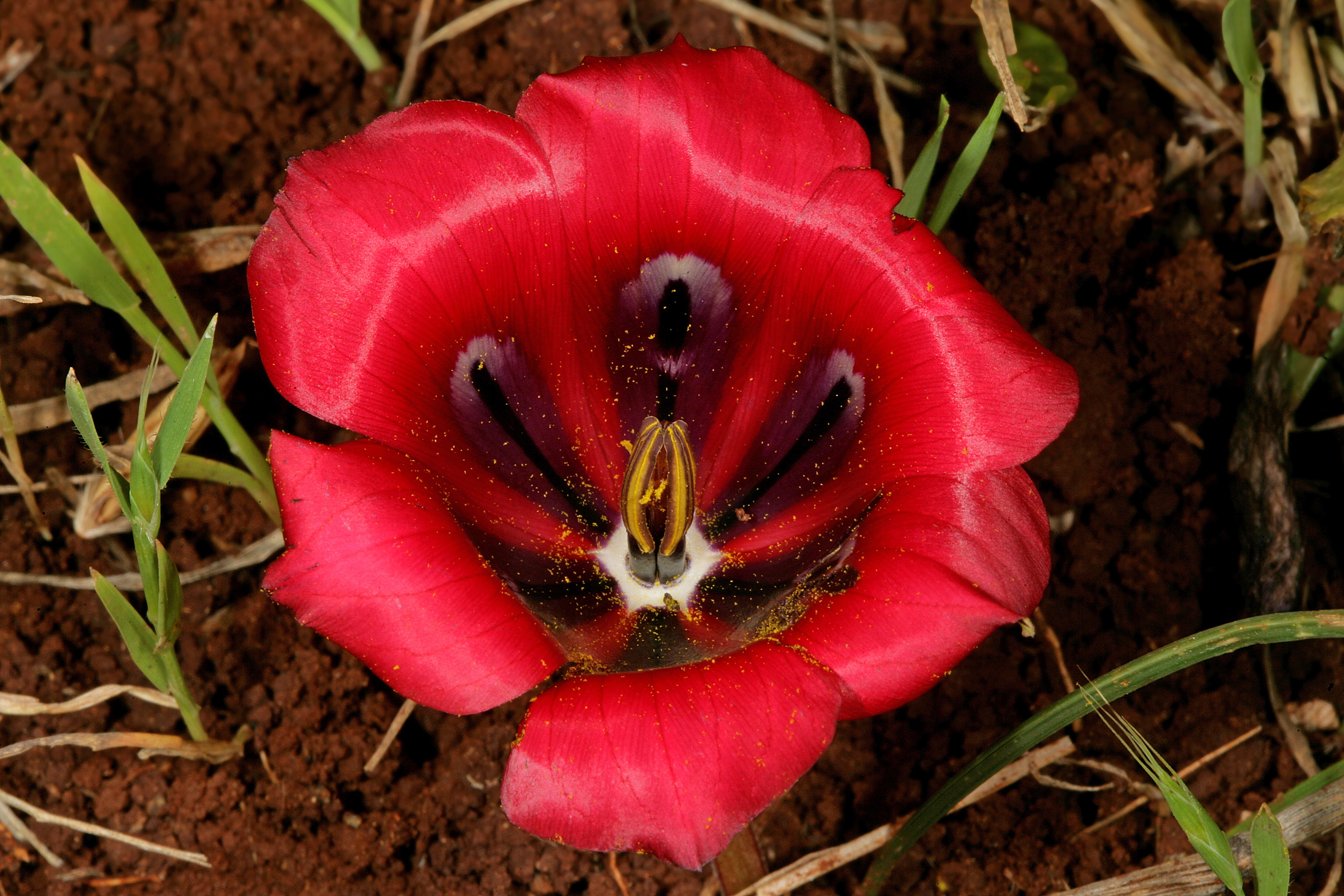 Image of Romulea monadelpha (Sweet ex Steud.) Baker