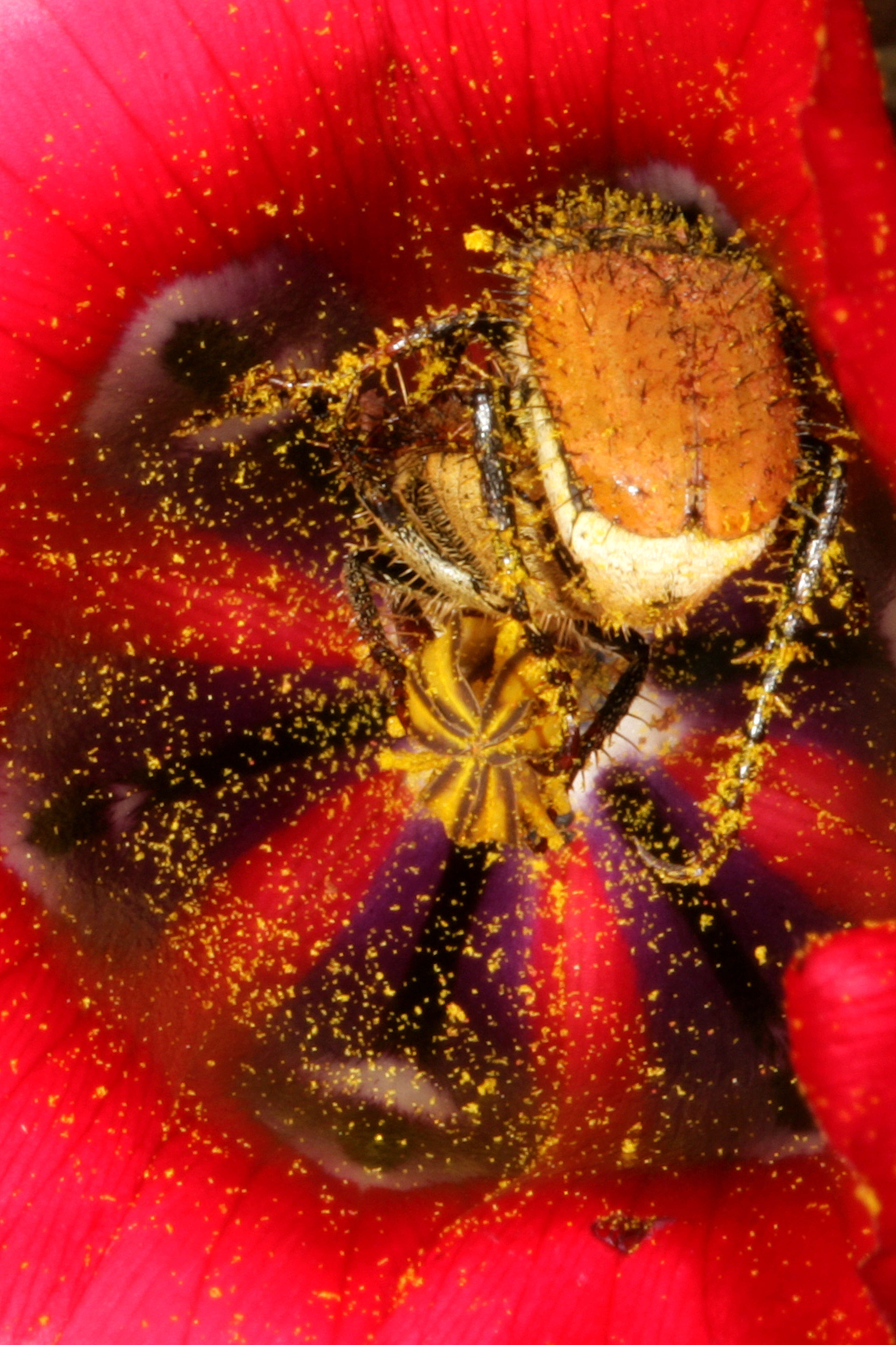 Image of Romulea monadelpha (Sweet ex Steud.) Baker