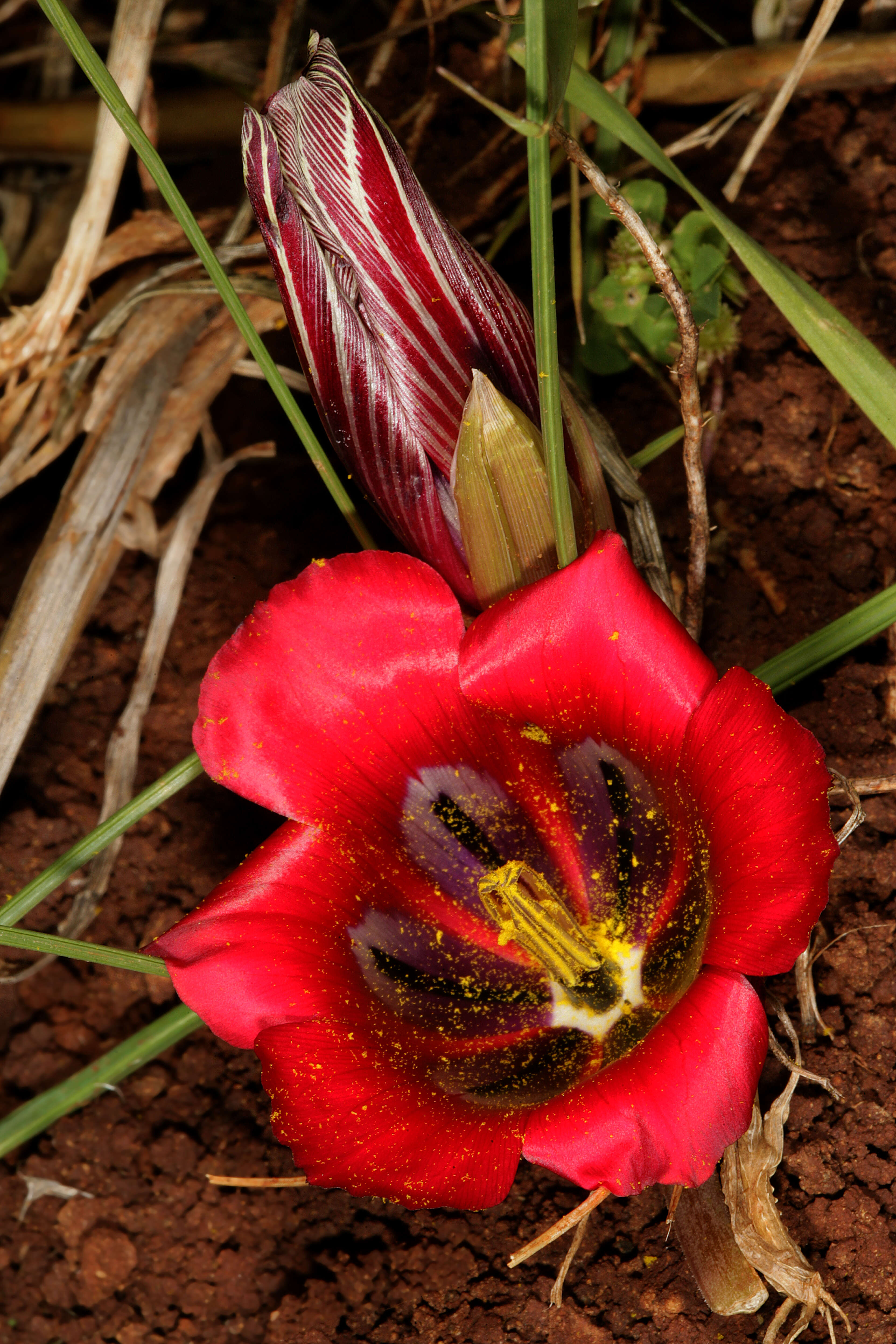 Image of Romulea monadelpha (Sweet ex Steud.) Baker