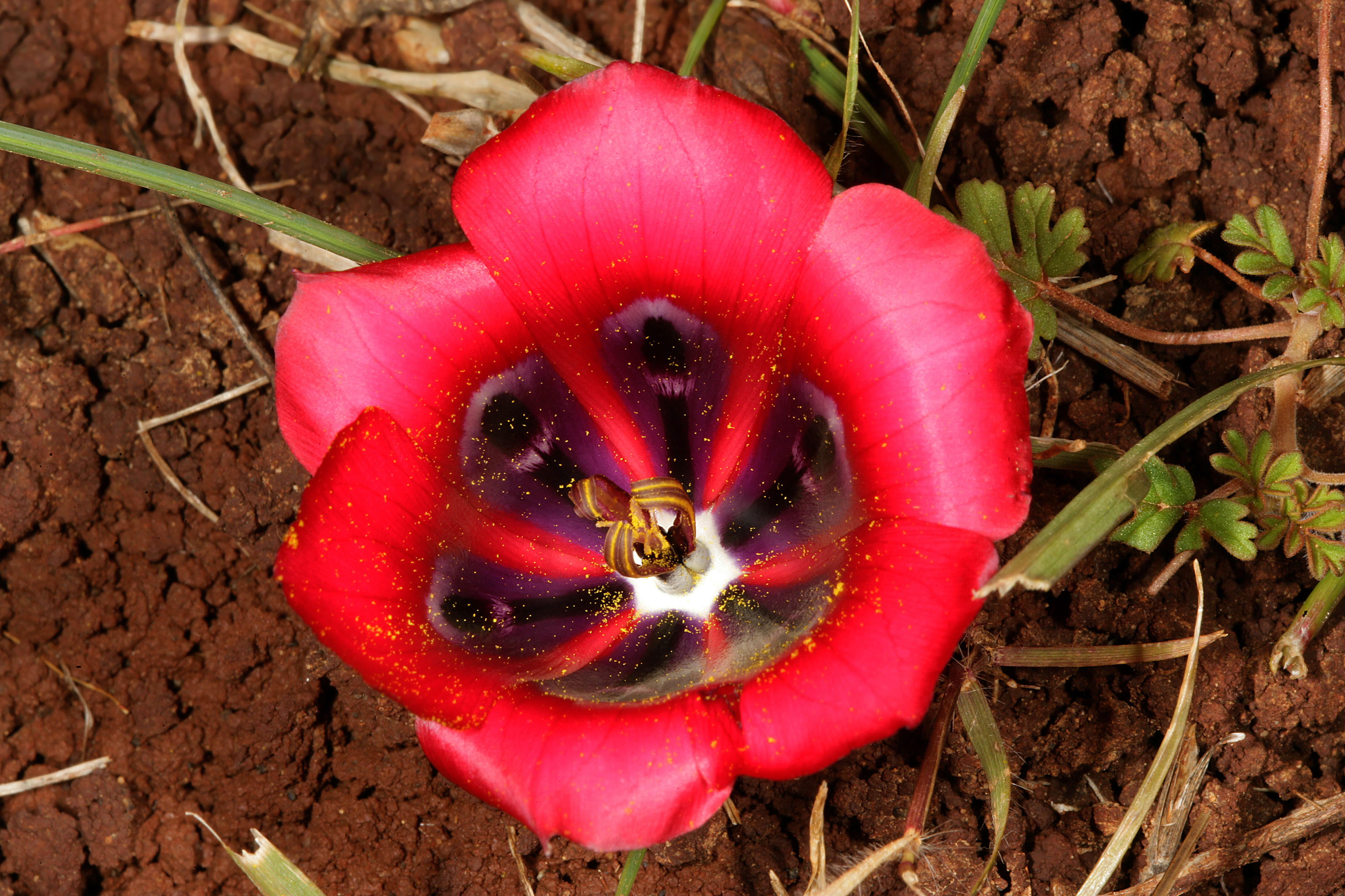 Image of Romulea monadelpha (Sweet ex Steud.) Baker