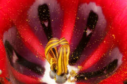 Image of Romulea monadelpha (Sweet ex Steud.) Baker